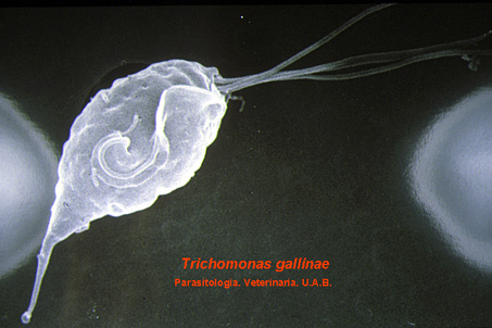 trichomonas_gallinae_2